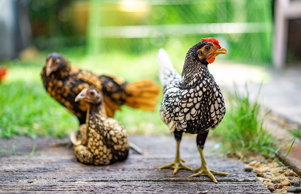 Small Chicken Breeds Offer Big Benefits for Backyard Flocks