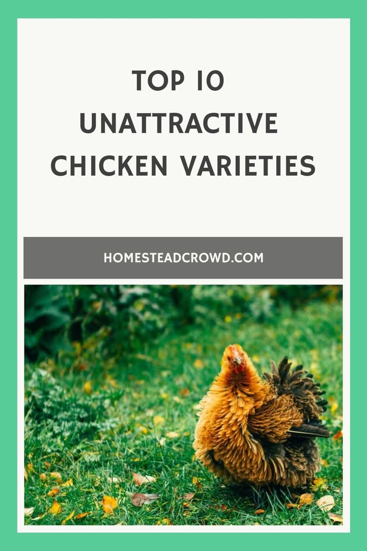 Understanding Small Chicken Varieties and Key Bantam Breeds